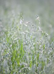 Green oat grow on cultivated farm field.
