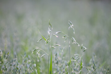 Green oat grow on cultivated farm field.