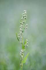 Horse sorrel or Rumex confertus plant. Perennial medicinal herb.