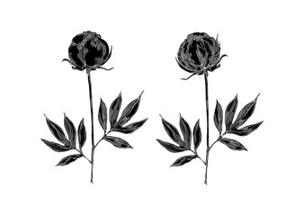 Obraz premium Two Black Buds. Peony Flower. Poster. Hand-drawn floral collection. Vector illustration