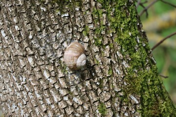 old Vineyard snail