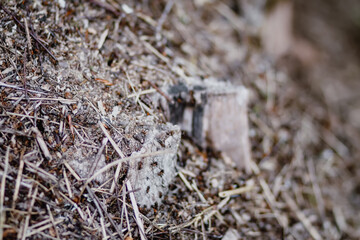 An anthill with a colony of ants in a wild forest.