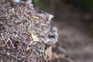 An anthill with a colony of ants in a wild forest.