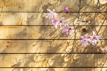 pink magnolia blossoms  and branches in spring sunlight  create shadows on a wall of horizontal...