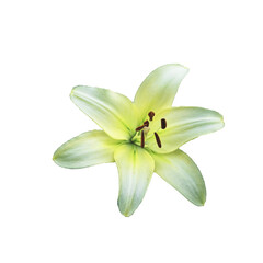 A single lily flower in full bloom, showcasing its white petals with soft green accents and brown...
