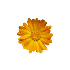 An isolated image of a bright yellow flower, displaying its detailed petal arrangement and pronounced center.
