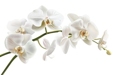 Fototapeta premium Close up of a white flower on a stem. Suitable for nature concepts