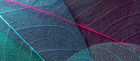skeleton leaf texture banner. leaf textured background close-up