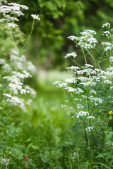 Wildflowers on rural field. Summer nature details in the countryside. Wild plants and flowers.