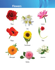 A flower is the reproductive unit of an angiosperm plant. There is an enormous variety of flowers, but all have some characteristics in common. 