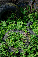 Traces of Civilization: Overgrown Tires in the Grass