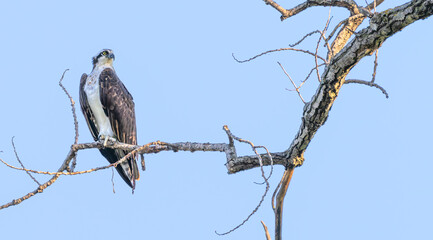 Portrait of an osprey perched in a tree.