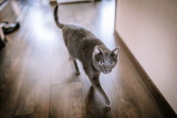 Valmiera, Latvia- July 28, 2024 - A gray cat with striking blue eyes walks towards the camera on a...