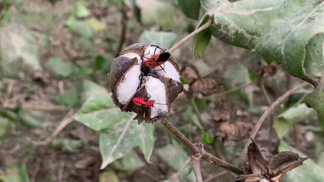 fire bug - pyrrhocoris apterus. Red cotton stainer. An insect with a colorful body is perched on a plant on a sunny afternoon. 4k footage.