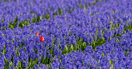 Obraz premium Flower cultivation in the Netherlands, agriculture.