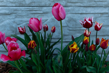 tulipany na tle płotu