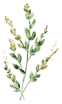 PNG A herb herbs amaranthaceae blossom