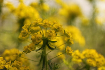 fiori gialli in primavera