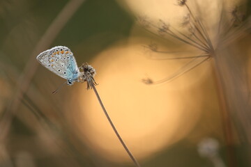 una farfalla comune blu al tramonto