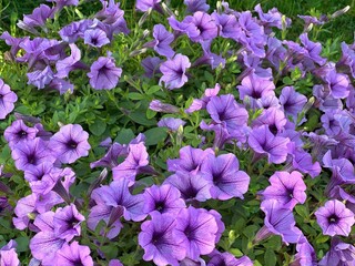 Petunia flowers purple violet blossom.