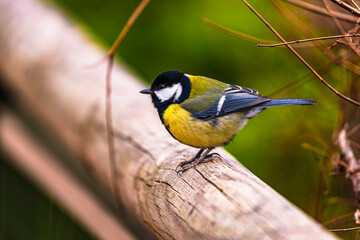 photographs of a great tit in nature