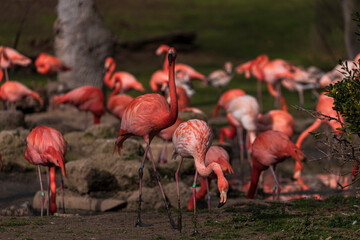 photographs of flamingos by the water in the middle of nature