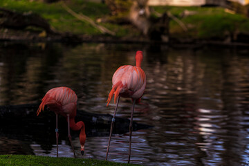 photographs of flamingos by the water in the middle of nature