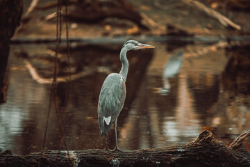 photographs of gray herons next to the water in nature