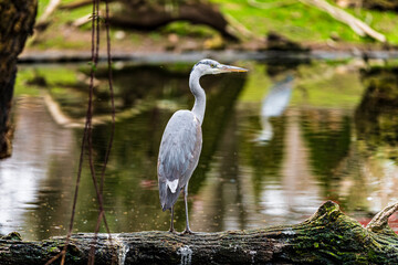 photographs of gray herons next to the water in nature