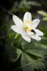 Obraz premium Zawilec, leśne kwiaty