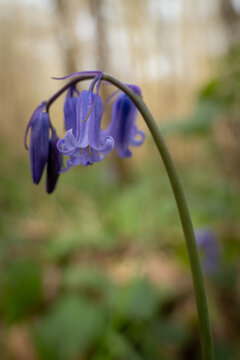 leśne kwiaty,Hiacyntowiec