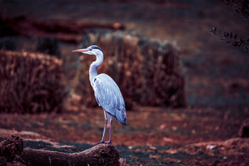 photographs of gray herons next to the water in nature