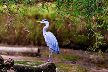 photographs of gray herons next to the water in nature