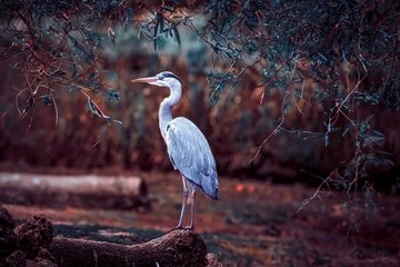 Foto op Plexiglas photographs of gray herons next to the water in nature © fransuarez