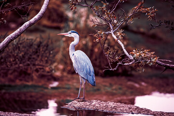 photographs of gray herons next to the water in nature