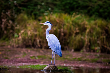 Fototapeta premium photographs of gray herons next to the water in nature