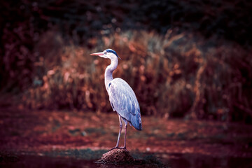 photographs of gray herons next to the water in nature