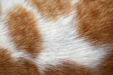 Cat fur texture background. Orange or ginger and white cat coat background.	