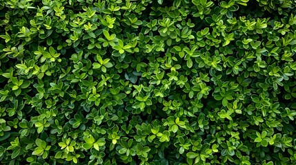 Green hedge or Green Leaves Wall, green wall, verdant plant wall, shrubbery, green wallpaper background, lush vegetation, soft bushes.