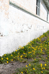 Dandelion yellow flowers against wall	