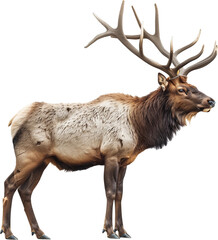 The Majestic Elk: A Symbol of the Wilderness