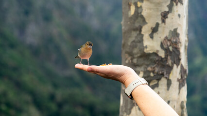 A small bird with an orange chest perches on a human hand against a blurred green background