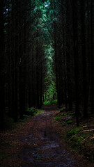 Obraz premium A Secluded Path Through the Dense and Mysterious Woods