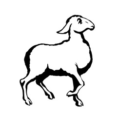 Vector drawing. Cute small sheep - 786600715