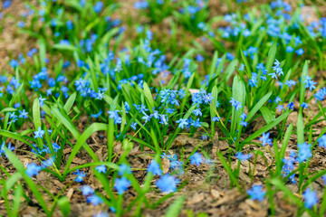 The first blue flowers in spring in the meadow