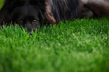 Brown eyes of a black dog lying on fresh green grass