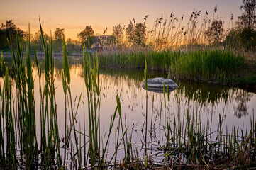 A lake overgrown with reeds with a large stone in the middle; under the old mill in Tuligłowy near...