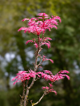 Closeup of new growth foliage of Toona sinensis 'Flamingo' in a garden in Spring
