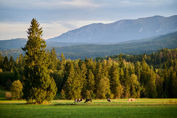 Panorama with a view of the Tatra Mountains from the forests; cows grazing in the meadow