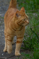 Portrait of a Senior Old Elderly Male Moggie Orange Ginger Tabby Cat Outdoors with Grey Dirt Road Background and Green Grass